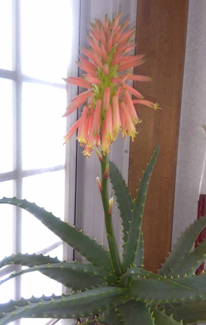 アロエ花