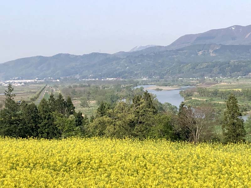 菜の花公園