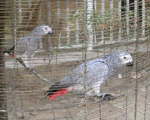 ��N�W���ɂ͂Q�H�ɂȂ��Ă��炵���|�F�l�̏��A2002�N�S��