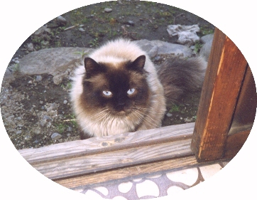 �u���}�C�h������