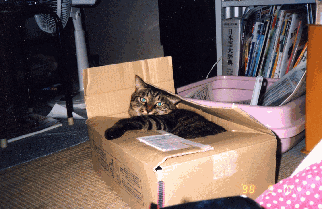 �L�Q�i���̘b�͂�����ł��j