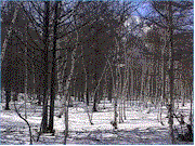forest.gif (12539 バイト)