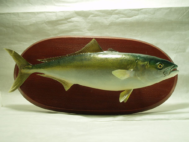 魚の剥製集